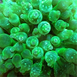 Entacmaea quadricolor (Green) | L