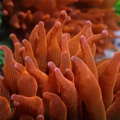 Entacmaea quadricolor (Red) | S