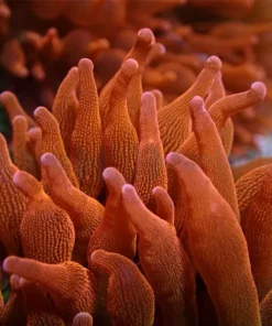 Entacmaea quadricolor (Red) | M