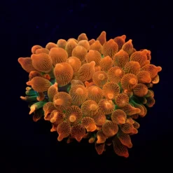 Entacmaea quadricolor (Red-Green) | M
