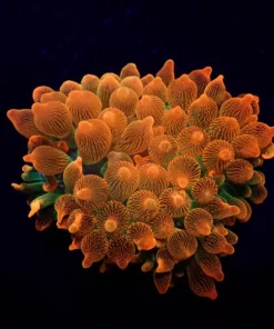 Entacmaea quadricolor (Red-Green) | M