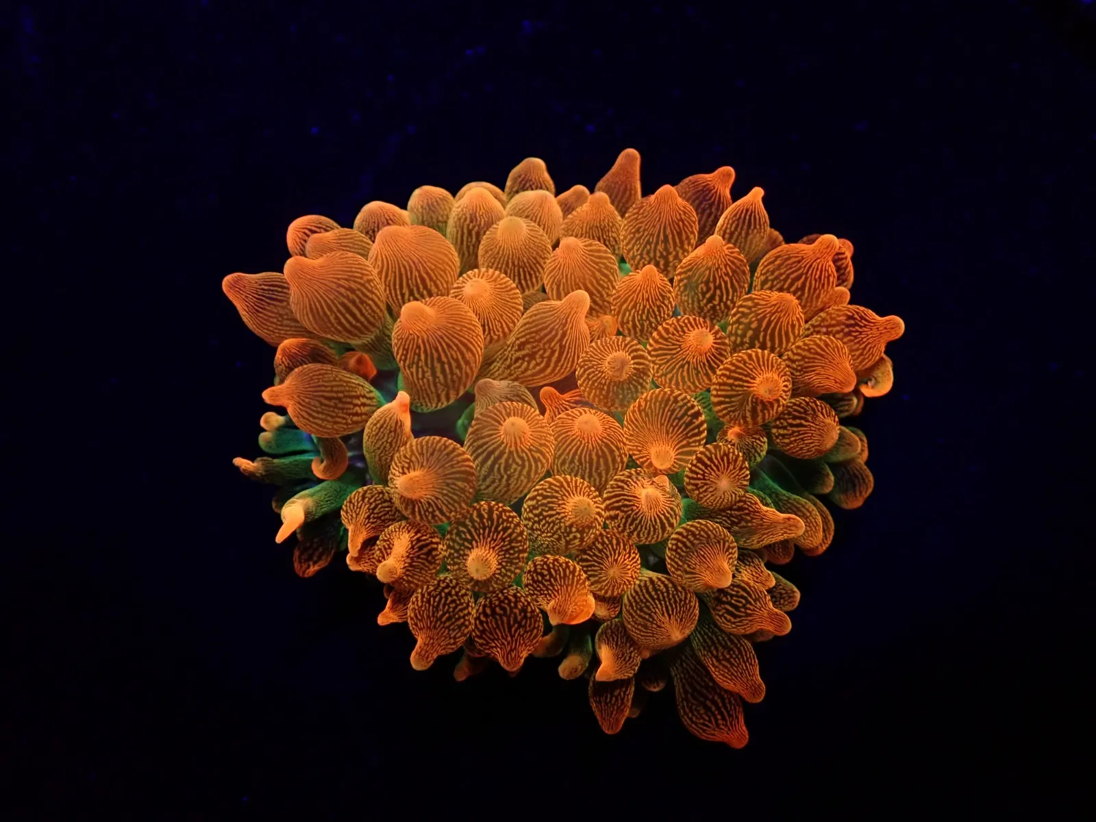 Entacmaea quadricolor (Red-Green) | L