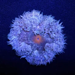 Epicystis crucifer | All sizes