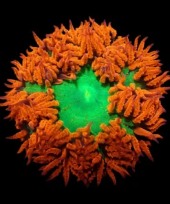Epicystis crucifer (Ultra) | All sizes