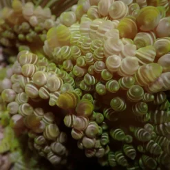 Heteractis aurora | All sizes