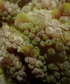 Heteractis aurora | All sizes