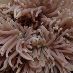 Heteractis crispa (Cream) | L
