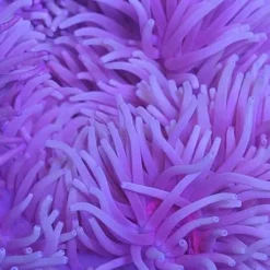 Heteractis crispa (Purple) | M