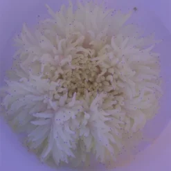 Heteractis crispa (White) | L