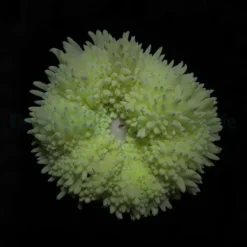 Heteractis crispa (Yellow) | M