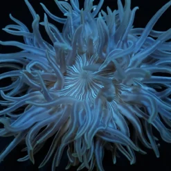 Macrodactyla doreensis | L