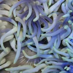 Macrodactyla doreensis (Bluish) | L