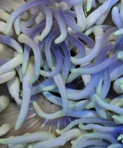 Macrodactyla doreensis (Bluish) | L