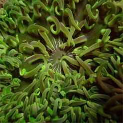 Macrodactyla doreensis (Green) | L