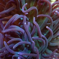 Macrodactyla doreensis (Purple) | M