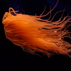 Pachycerianthus spp. (Orange) | All sizes