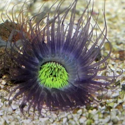 Pachycerianthus spp. (Purple) | All sizes