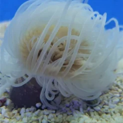 Pachycerianthus spp. (White) | All sizes