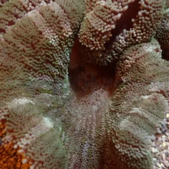 Stichodactyla spp. (Colored) | S