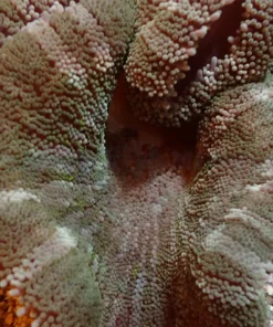 Stichodactyla spp. (Colored) | M