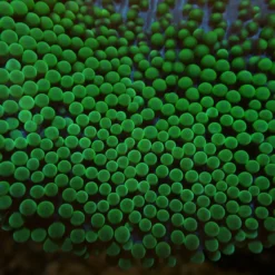 Stichodactyla spp. (Green) | S