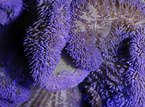 Stichodactyla spp. (Purple) | L
