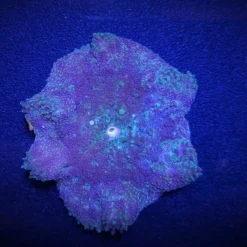 Stichodactyla tapetum | All sizes