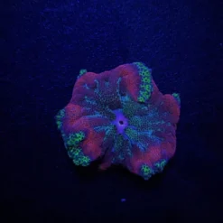 Stichodactyla tapetum (Colored) | All sizes