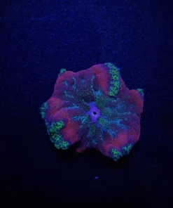 Stichodactyla tapetum (Colored) | All sizes