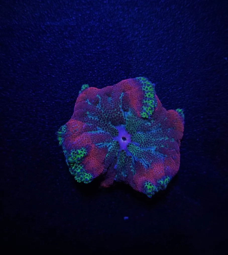 Stichodactyla tapetum (Super colored) | All sizes