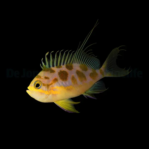 Odontanthias borbonius | M