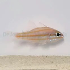 Ostorhinchus cyanosoma | All sizes