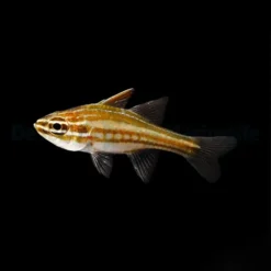 Ostorhinchus margaritophorus | All sizes