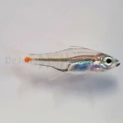 Ostorhinchus parvulus | All sizes