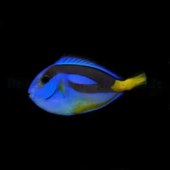 Paracanthurus hepatus (yellow belly) | S