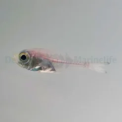 Parapriacanthus ransonneti | All sizes