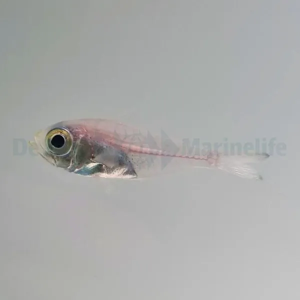 Parapriacanthus ransonneti | All sizes