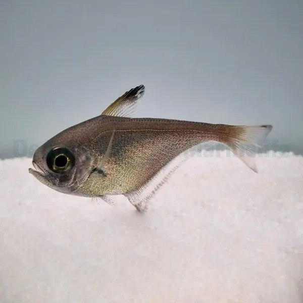 Pempheris spp. | S/M