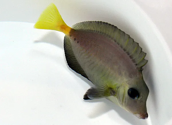 Prionurus chrysurus | S