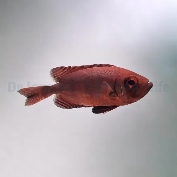 Priacanthus hamrur | L