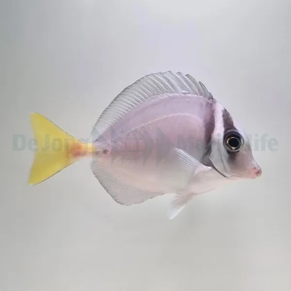 Prionurus laticlavius | L