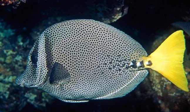 Prionurus punctatus | S