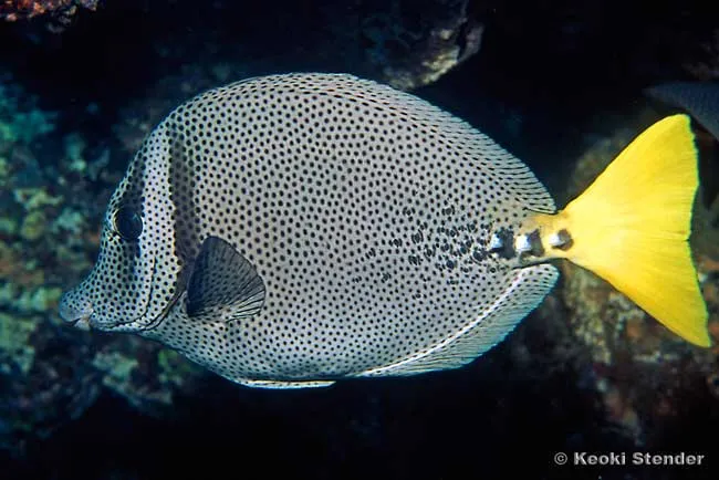 Prionurus punctatus | M