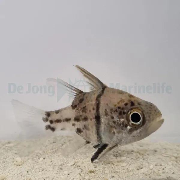 Sphaeramia orbicularis | All sizes