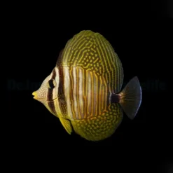 Zebrasoma desjardinii | L