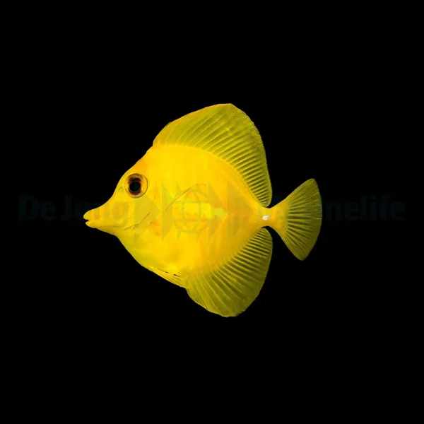 Zebrasoma flavescens | S