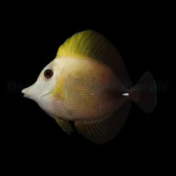Zebrasoma scopas | L