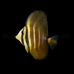 Zebrasoma veliferum | S