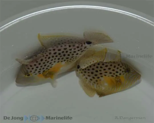 Balistes punctatus | M