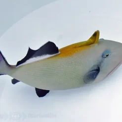 Melichthys indicus | M